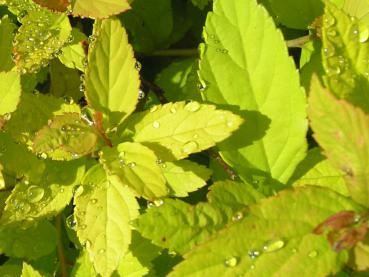 Spiraea japonica White Gold