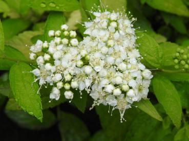 Spiraea japonica White Gold