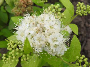 Spiraea japonica White Gold