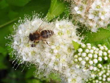 Spiraea japonica White Gold