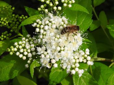 Spiraea japonica White Gold