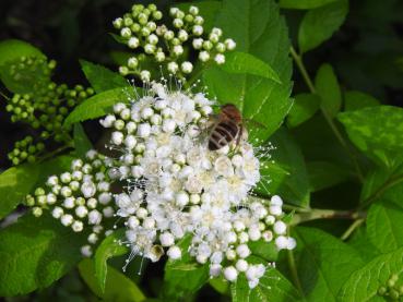 Spiraea japonica White Gold