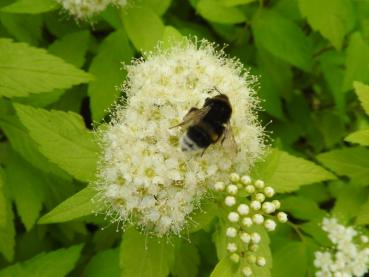 Spiraea japonica White Gold