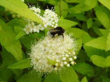 Spiraea japonica White Gold