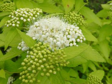 Spiraea japonica White Gold