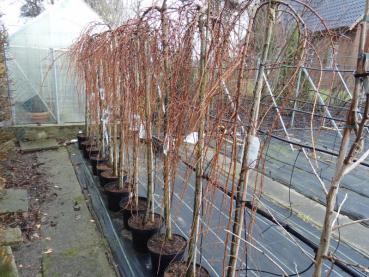 Larix kaempferi Stiff Weeper im Quartier