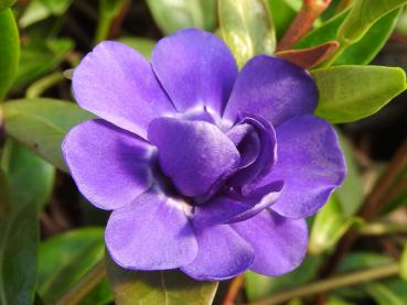Hübsche blaue Blüte - Immergrün Double Bowels