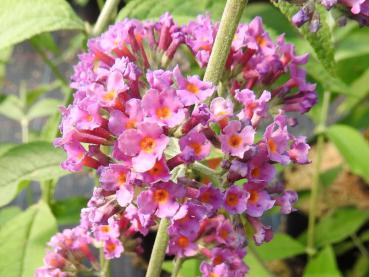 Buddleja Flower Power