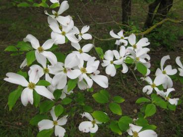 Amerikanischer Blumenhartriegel - leuchtend weiße Blütenpracht
