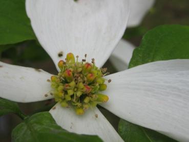 Blumenhartriegel mit weißen Hochblättern und kleinen grünen Blüten