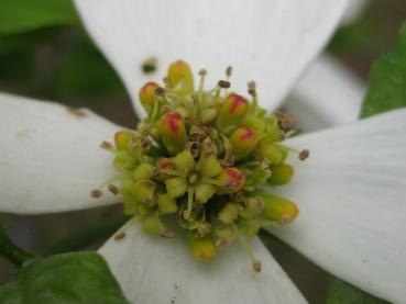 Koreansk blomsterkornell, Cornus florida