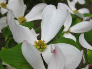 Koreansk blomsterkornell, Cornus florida