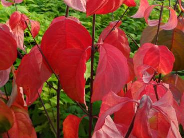 Amerikanischen Blumenhartriegel mit schöner Herbstfärbung