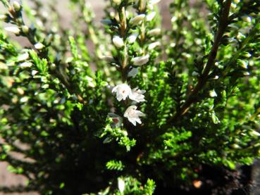 Calluna vulgaris Hammondii