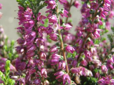 Calluna Josi in Blüte