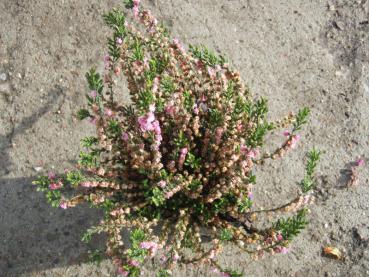 Musterpflanze von Calluna vulgaris Heike