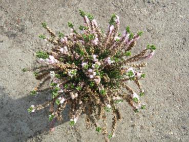 Calluna vulgaris Radnor