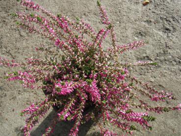 Calluna vulgaris Marlies