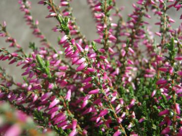 Besenheide Red Bud