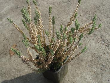 Calluna Silver Knight