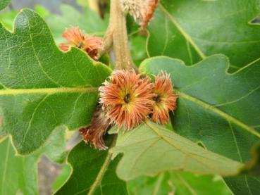 Eicheln in der Entstehung bei Quercus dentata C. F. Miller