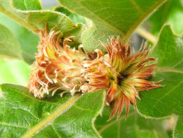 Quercus dentata C. F. Miller: Im August wachsen die Eicheln heran