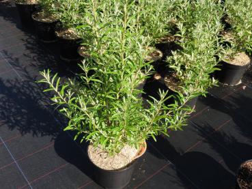 Einzelpflanze von Hippophae rhamnoides Orange Energy