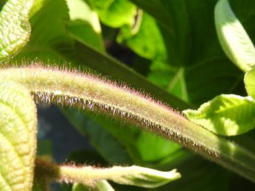 Stark behaarter Blattstiel von Juglans ailantifolia Shubert