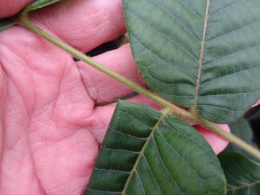 Juglans ailantifolia Shubert: Typisch behaarte Blattstiele