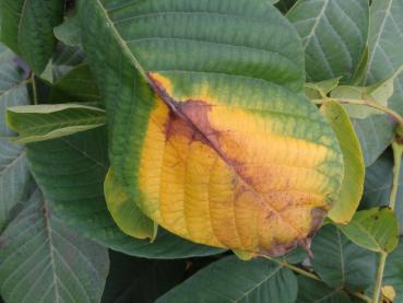 Beginnende Herbstfärbung bei Juglans ailantifolia Shubert