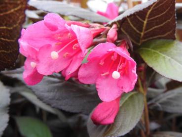 Pinke Blüten von Weigelie Minor Black