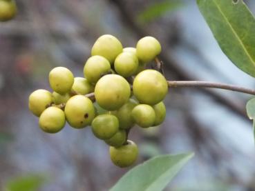 Früchte von Ligustrum vulgare Xanthocarpum