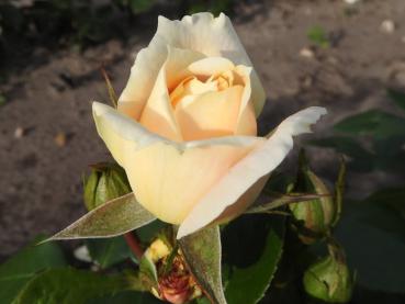 Im Aufgehen ist die Blüte der Lions-Rose apricotfarben.