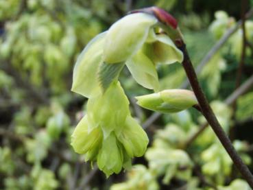 Detail der gelben Blüte von Corylopsis sinensis Spring-Purple