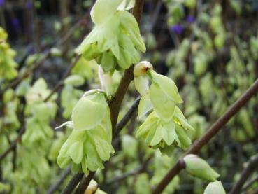 Gelbe Blüten der Corylopsis sinensis Spring Purple