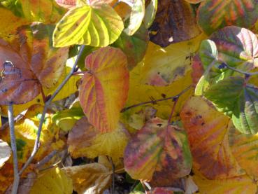 Gelb-rotes Herbstlaub von Corylopsis sinensis Spring Purple