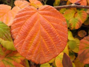 Rot-oranges Herbstlaub der Corylopsis sinensis Spring Purple