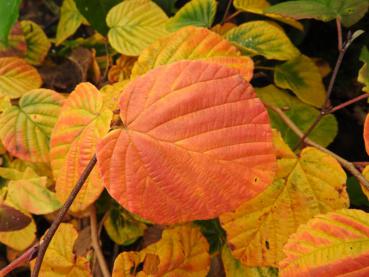 Leuchtende Farben zieren die Scheinhasel Spring Purple im Herbst