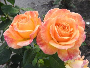 Gelb-rosa Blüten der Rose Gartenspaß