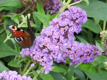 Buddleja Blue Chip - die blaulila Blüten sind beliebt bei Schmetterlingen