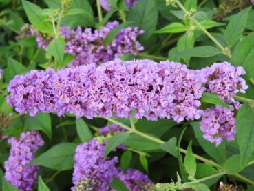 Lila Blüte von Buddleja Blue Chip