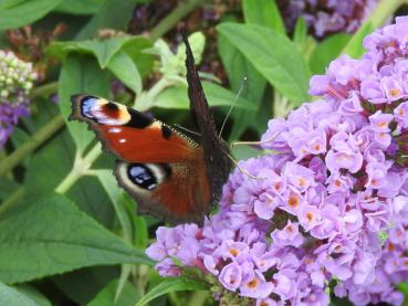 Schmetterlingsflieder Blue Chip mit Tagpfauenauge