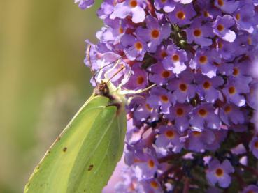 Schmetterlingsflieder Blue Chip mit Zitronenfalter