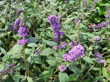 Sommerflieder Blue Chip - lilablühender Strauch