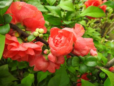Die schönen Blüten der Chaenomelis Pink Storm