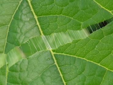 Das Blatt vom Guttaperchabaum im Detail