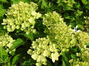 Vipphortensia Little Lime, Hydrangea paniculata Little Lime