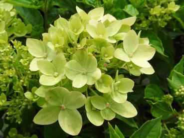 Vipphortensia Little Lime, Hydrangea paniculata Little Lime