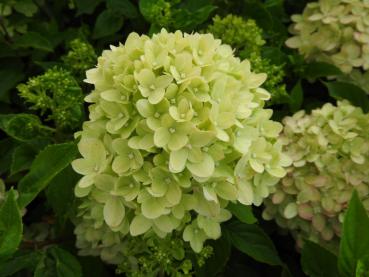 Vipphortensia Little Lime, Hydrangea paniculata Little Lime