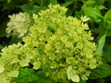 Vipphortensia Little Lime, Hydrangea paniculata Little Lime